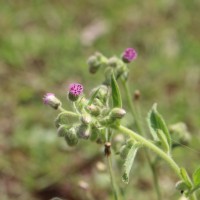 Blumea axillaris (Lam.) DC.